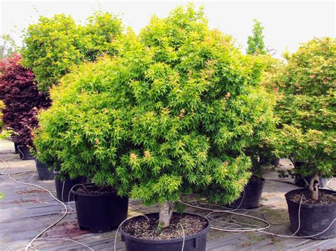 Acer palmatum 'Ryuzu' Japanese Maple | Acer palmatum, Shade annuals ...