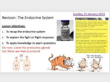 Image result for Endocrine System Lesson