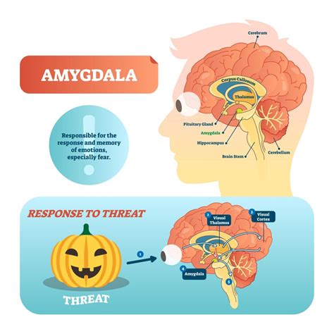 Image result for Depression Amygdala Prefrontal Cortex