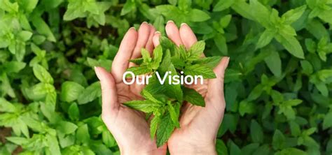 Netsurf Research Lab