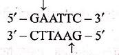 Which of the following sequences is recognised by restriction enzyme BamHI?