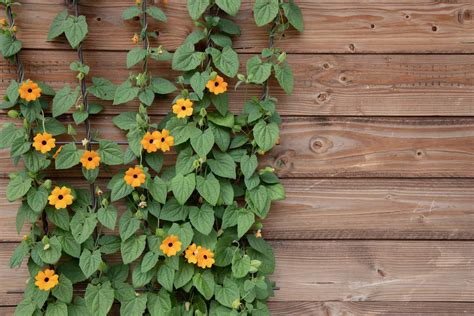 The 10 Best Perennial Flowering Vines That Come Back Every Year - A-Z ...