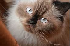 himalayan cats himalayan cat himalayan cats himalayan cat