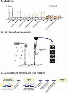 illumina ngs sequencing illumina sequencing and data processing workflow a illumina ngs sequencing illumina sequencing and data processing workflow a