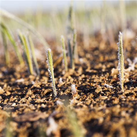 How To Winter Seed A Lawn - The Secret To Lush Grass Next Year