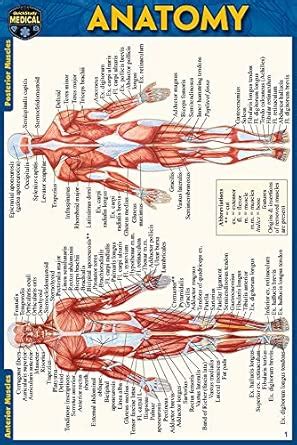 Buy Anatomy Reference Guide Book Online at Low Prices in India ...