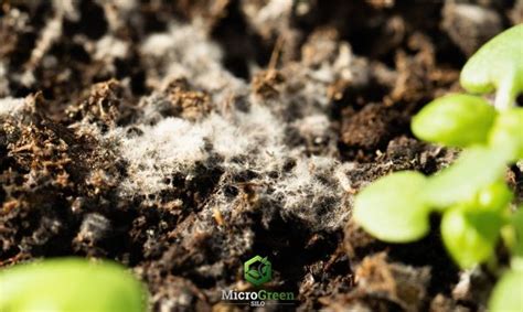 What Causes Microgreen Mold & 7 Proven Tips To Prevent It!