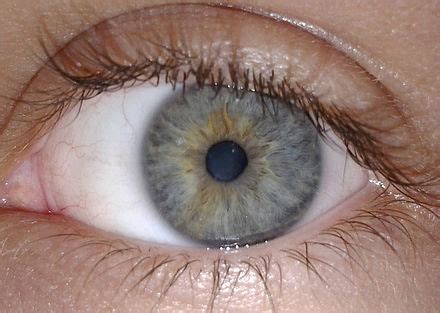 Image result for Iris Vision Order Form