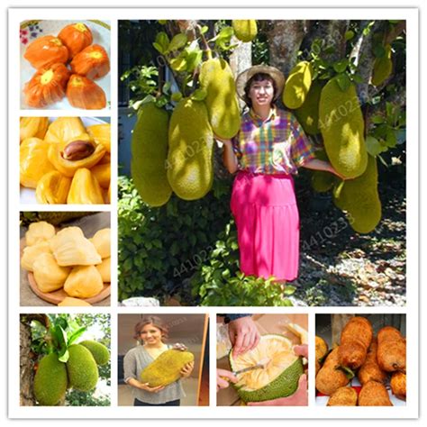 Rare Tropical Fruit Trees 的图像结果