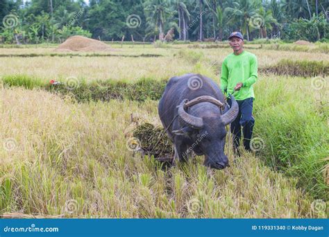 Filipino Agriculture 的图像结果