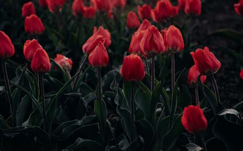 Download wallpaper 3840x2400 tulips, red, blooming, flowerbed 4k ultra ...