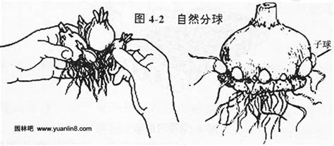 百合花的繁殖方式，主要有这四种方法 - 农敢网