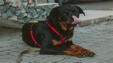 360+ Adorable Rottweiler Names | Names Cluster