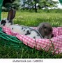 Image result for Holland Lop Baby Fluffy