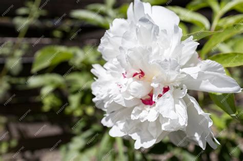 Closeup photo of big white flower | Premium Photo