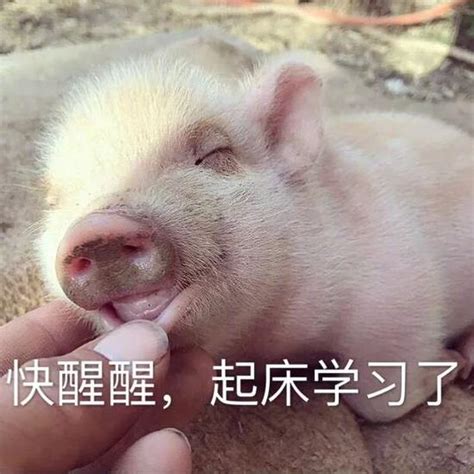 小猪睡觉表情包素材图片免费下载-千库网
