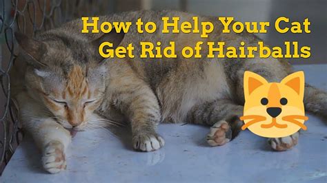 Image result for Cat Stack Sticker