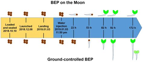 Plant Gravitropism and Signal Conversion under a Stress Environment of ...