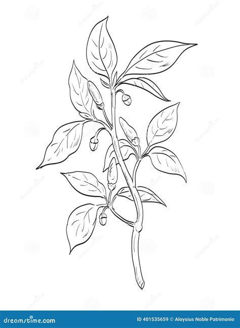 Paprika Vector Illustration | CartoonDealer.com #43947196