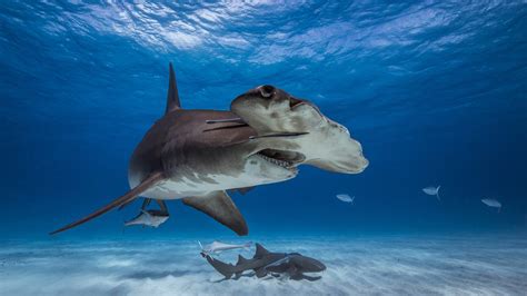 Large Hammerhead Shark Crashes Busy Florida Panhandle Beach