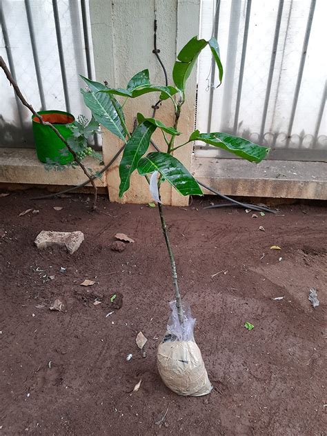 Exotica Orchids Irwin Mango Plant - Grafted : Amazon.in: Garden & Outdoors