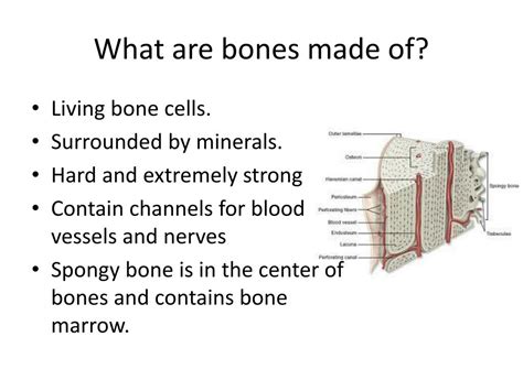 Image result for Bone Marrow Function