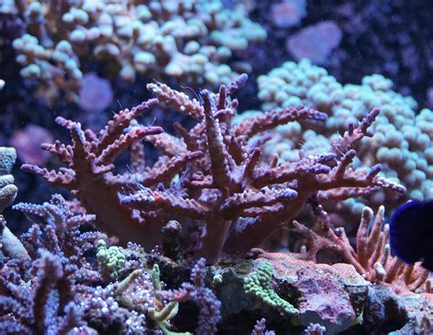 Fäden / Würmer an Acropora - Plagegeister - Meerwasserforum