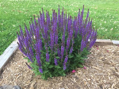 How to Deadhead Salvias: The Step by Step Guide