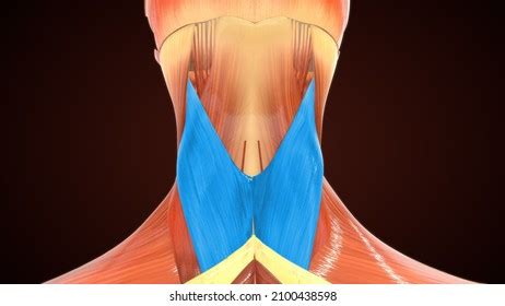 Splenius 的图像结果