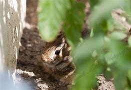 Image result for Wild Baby Bunny Found