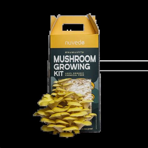 Golden Oyster Mushroom Growing Kit - Nuvedo®