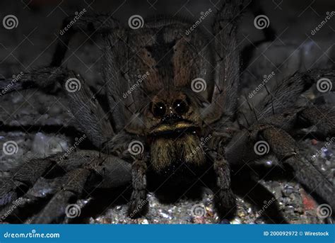 Are spiders nocturnal - salonetworking