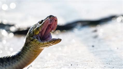 Chhattisgarh man dies of snakebite locals burn snake alive on his ...