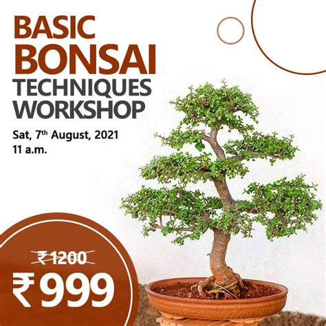 Buy Basic Bonsai Techniques - Workshop online from Nurserylive at ...