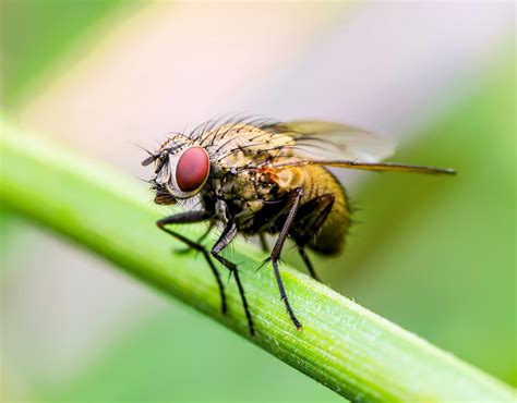 How do flies decide what to eat? - Earth.com