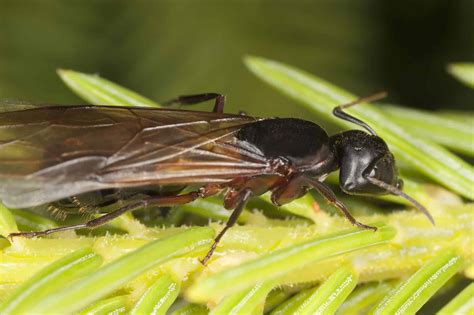 Carpenter Ants With Wings Carpenter Ant Identification & Treatment