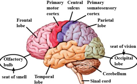 Image result for Brain Exploding Vector
