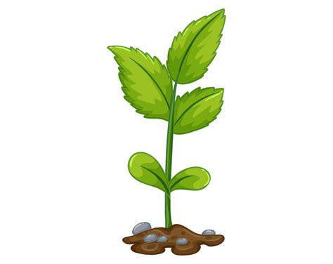 Partes De La Planta Interactive Worksheet Partes De L - vrogue.co