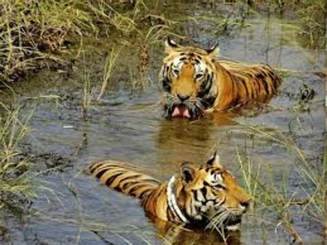Ethrunagaram Wildlife Sanctuary, warangal, India - Top Attractions ...