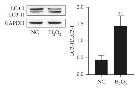 H2O2 Apoptosis 的图像结果