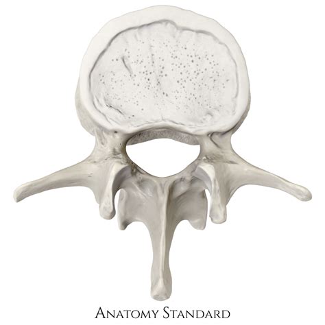 Atlas Vertebra Superior View