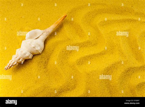 Image result for Bumpy Shell Turtle