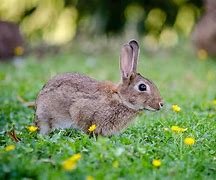 Image result for Funny Bunnies