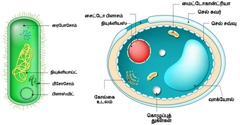 புரோகாரியோடிக் மற்றும் யூகேரியோடிக் செல் — lesson. அறிவியல், Class 6.