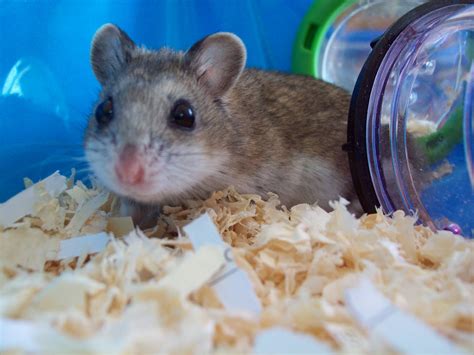 Chinese Dwarf Hamsters: Selecting a Chinese Hamster
