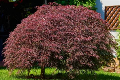 Acer 'Inaba Shidare' Japanese Maple 90L - Hello Hello Plants