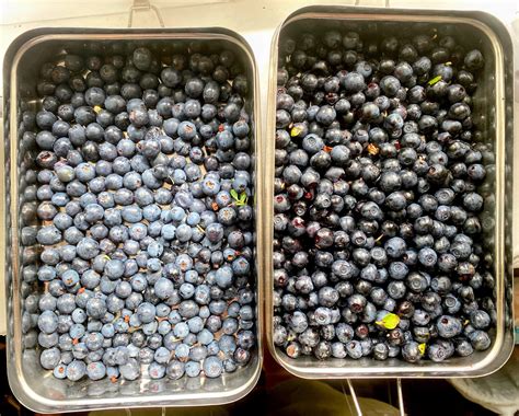 Wild Blueberries Vs Blueberries