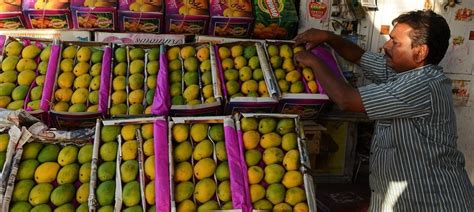 Spotty harvest: India's mangoes are being hurt by climate blight