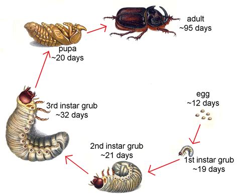 Grub Beetle Life Cycle Green June Beetle In The Landscape | NC State