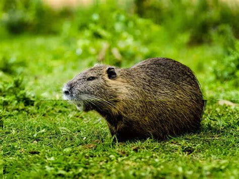 Cute faces, powerful bites: 5 animals that look harmless but can hurt